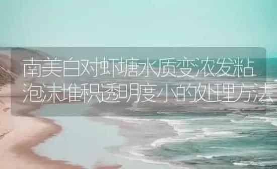 南美白对虾塘水质变浓发粘泡沫堆积透明度小的处理方法 | 海水养殖