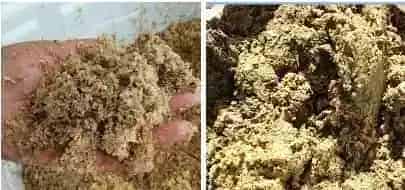 海参养殖户自行做好发酵料 投喂并不难 效益也不错