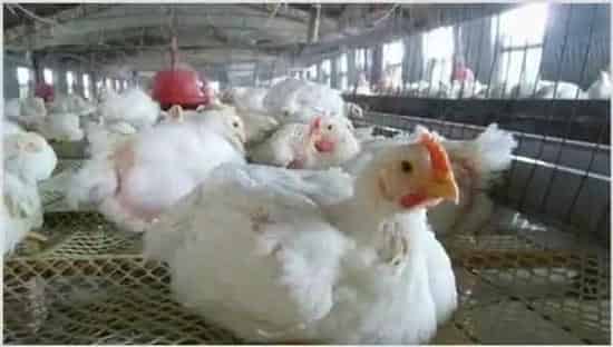 白羽肉鸡饲养与管理技巧 | 养殖动物技术