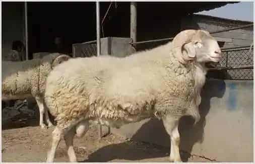 羊提高出肉率的方法技巧分享 | 动物养殖资料