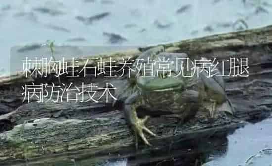 棘胸蛙石蛙养殖常见病红腿病防治技术 | 特种养殖