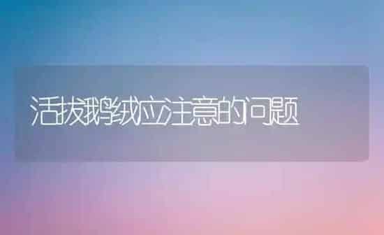 活拔鹅绒应注意的问题 | 家禽养殖