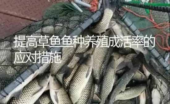提高草鱼鱼种养殖成活率的应对措施 | 淡水养殖