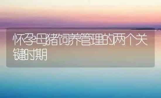 怀孕母猪饲养管理的两个关键时期 | 家畜养殖