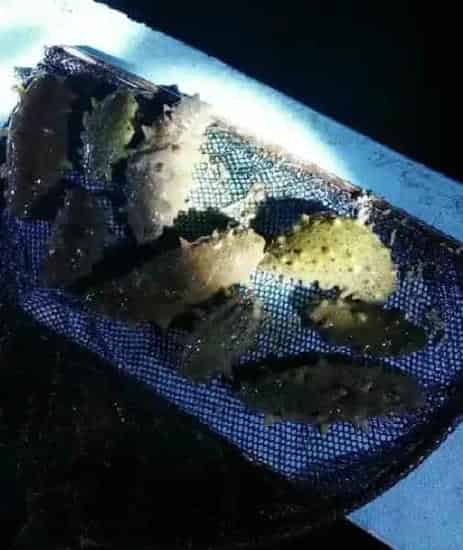 海参养殖户自行做好发酵料 投喂并不难 效益也不错