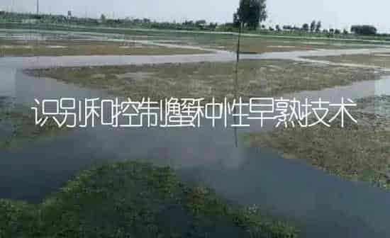 识别和控制蟹种性早熟技术 | 淡水养殖