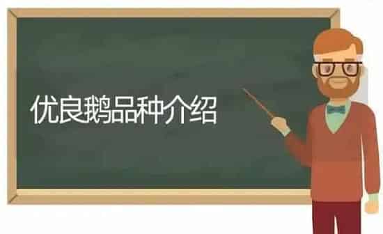 优良鹅品种介绍 | 家禽养殖