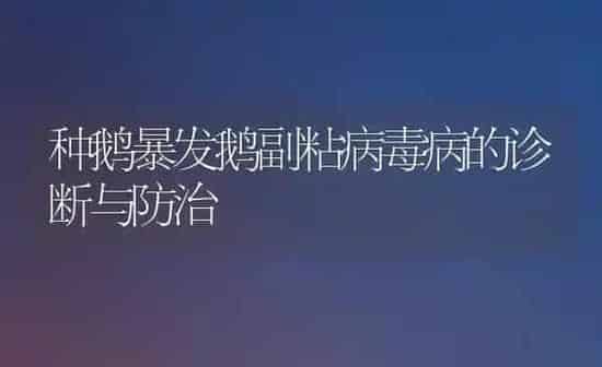 种鹅暴发鹅副粘病毒病的诊断与防治 | 家禽养殖