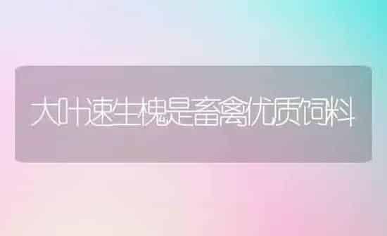大叶速生槐是畜禽优质饲料 | 动物养殖饲料