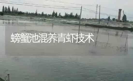 螃蟹池混养青虾技术 | 淡水养殖
