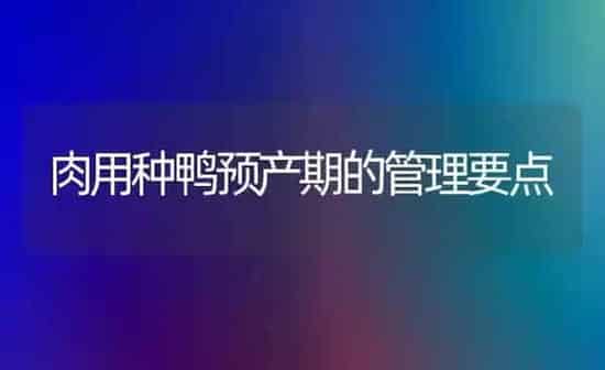 肉用种鸭预产期的管理要点 | 家禽养殖