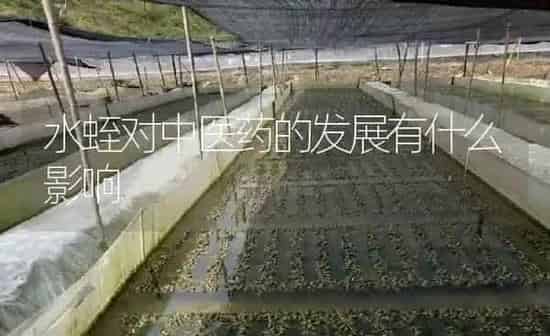 水蛭对中医药的发展有什么影响 | 养殖病虫害防治