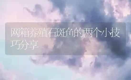 网箱养殖石斑鱼的两个小技巧分享 | 海水养殖