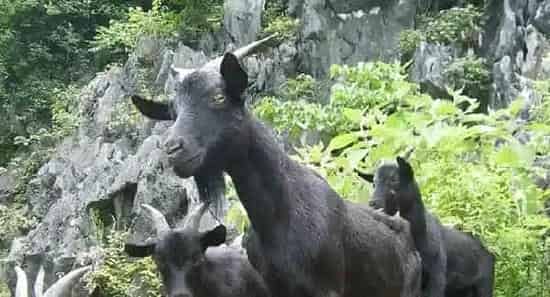 怎么降低乌骨羊养殖成本？养羊技巧失败怎么办 | 农业养殖技术