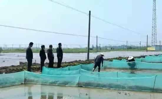 黑斑蛙养殖, 在安徽亳州利辛县张村镇杜竹园村取得成功......