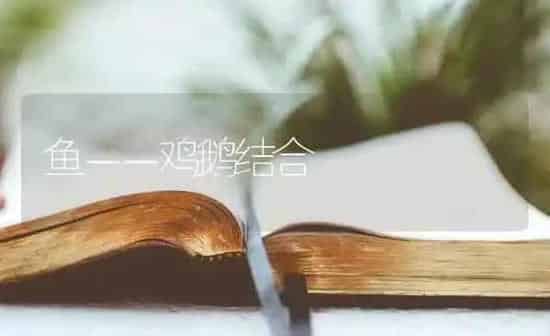 鱼－－鸡鹅结合 | 家禽养殖