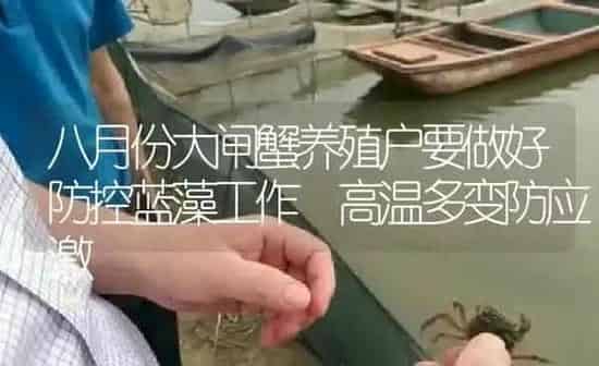 八月份大闸蟹养殖户要做好防控蓝藻工作 高温多变防应激 | 淡水养殖