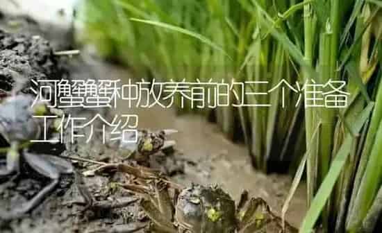 河蟹蟹种放养前的三个准备工作介绍 | 淡水养殖