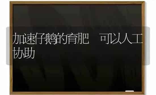 加速仔鹅的育肥 可以人工协助 | 家禽养殖