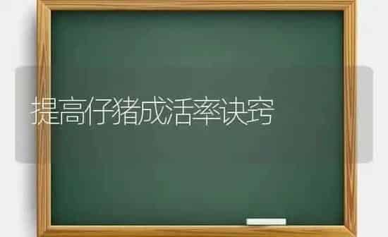提高仔猪成活率诀窍 | 家畜养殖