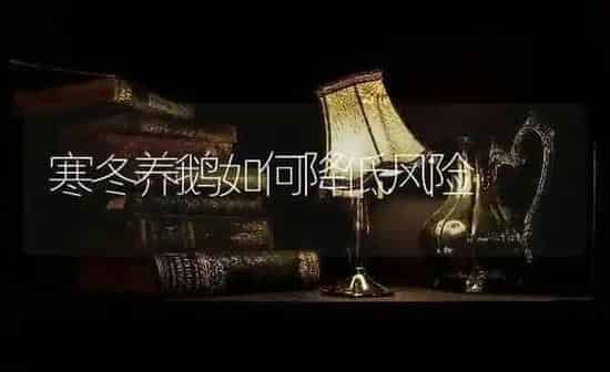 寒冬养鹅如何降低风险 | 家禽养殖