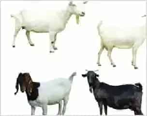 羊肉的营养价值及功效 | 养殖动物技术