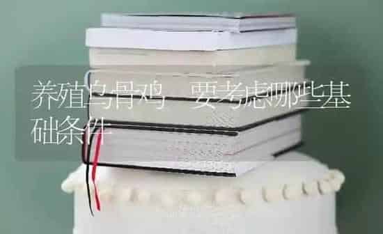 养殖乌骨鸡 要考虑哪些基础条件 | 家禽养殖