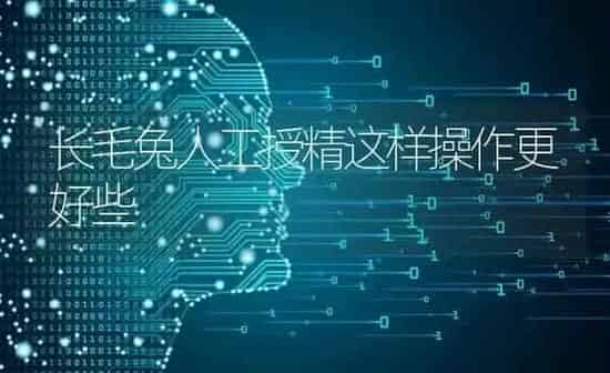 长毛兔人工授精这样操作更好些 | 家畜养殖