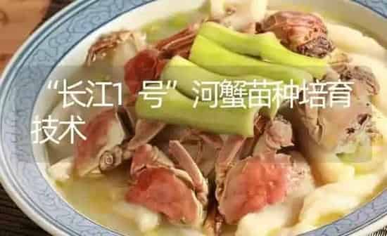 “长江1号”河蟹苗种培育技术 | 淡水养殖