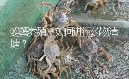 螃蟹养殖－如何进行药物清塘？ | 养殖病虫害防治