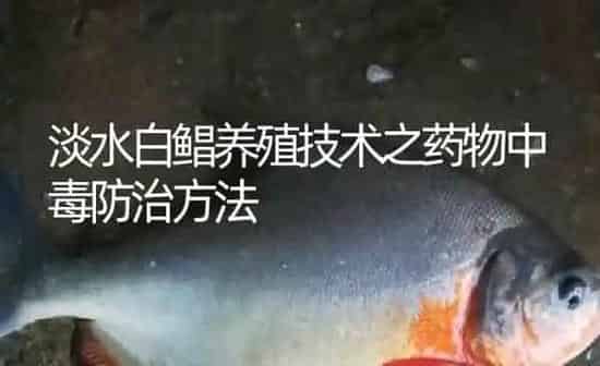 淡水白鲳养殖技术之药物中毒防治方法 | 养殖病虫害防治