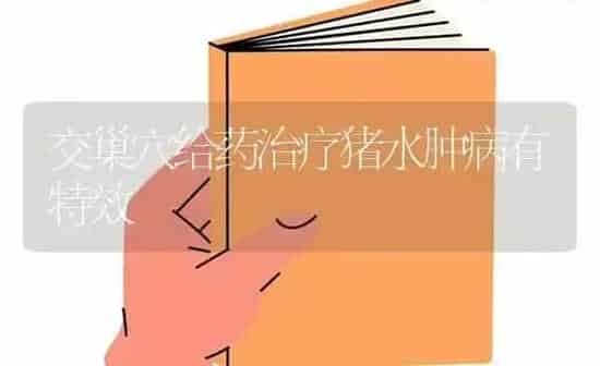 交巢穴给药治疗猪水肿病有特效 | 养殖病虫害防治