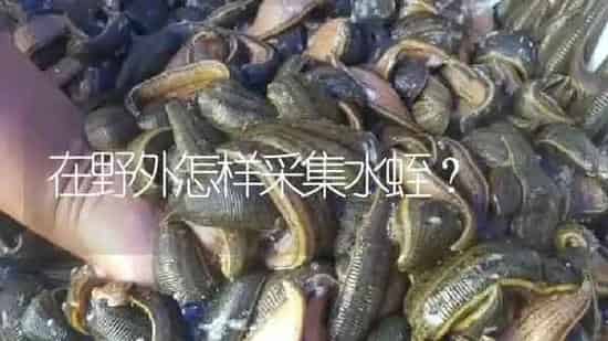 在野外怎样采集水蛭？ | 特种养殖