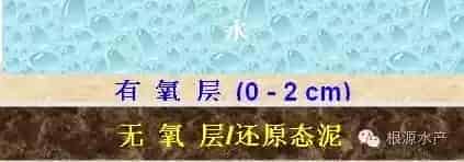 再谈池塘养殖改底之重要性