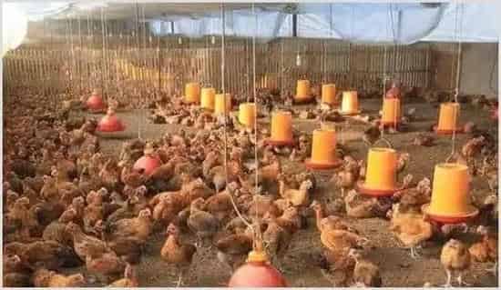 养鸡怎么做可以不用抗生素? | 农业养殖技术