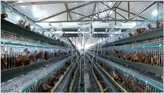 蛋鸡的养殖技术 | 动物养殖技术