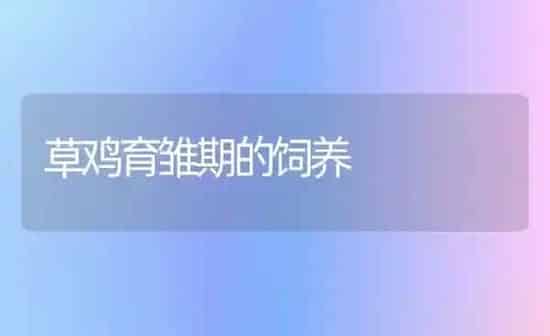 草鸡育雏期的饲养 | 家禽养殖