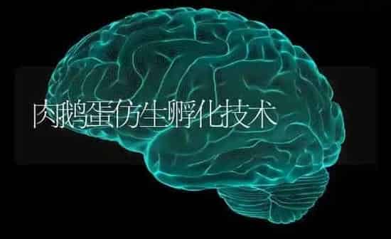 肉鹅蛋仿生孵化技术 | 家禽养殖