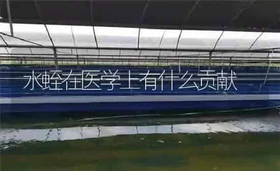 水蛭在医学上有什么贡献 | 特种养殖