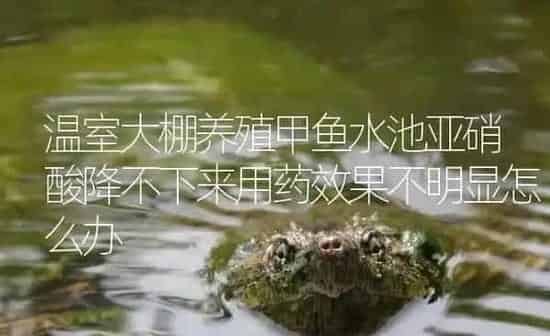 温室大棚养殖甲鱼水池亚硝酸降不下来用药效果不明显怎么办 | 养殖病虫害防治
