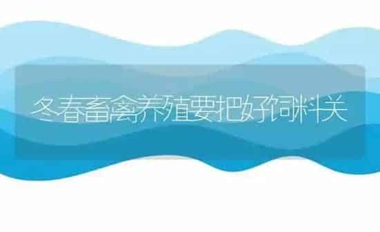 冬春畜禽养殖要把好饲料关 | 动物养殖饲料