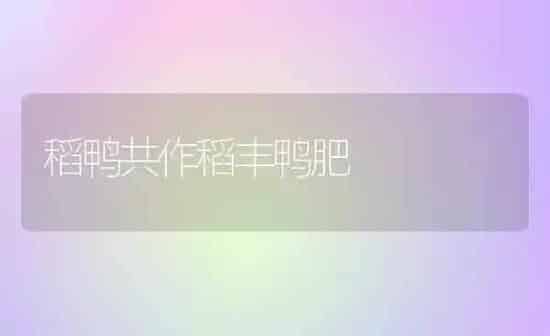 稻鸭共作稻丰鸭肥 | 家禽养殖