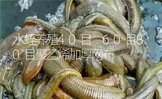 水蛭养殖40目 60目80目聚乙烯加厚网布 | 特种养殖