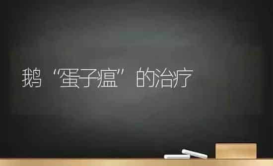 鹅“蛋子瘟”的治疗 | 家禽养殖