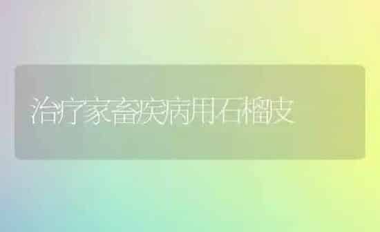 治疗家畜疾病用石榴皮 | 家畜养殖