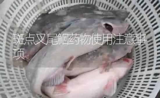 斑点叉尾鮰药物使用注意事项 | 养殖病虫害防治