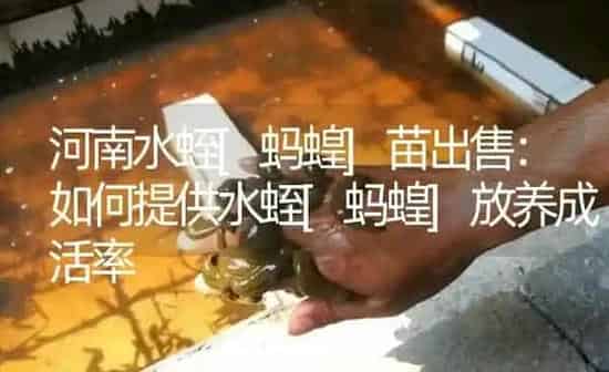 河南水蛭[蚂蝗]苗出售：如何提供水蛭[蚂蝗]放养成活率 | 特种养殖