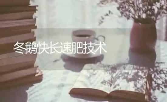 冬鹅快长速肥技术 | 家禽养殖