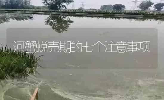 河蟹蜕壳期的七个注意事项 | 淡水养殖
