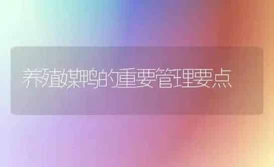 养殖媒鸭的重要管理要点 | 家禽养殖